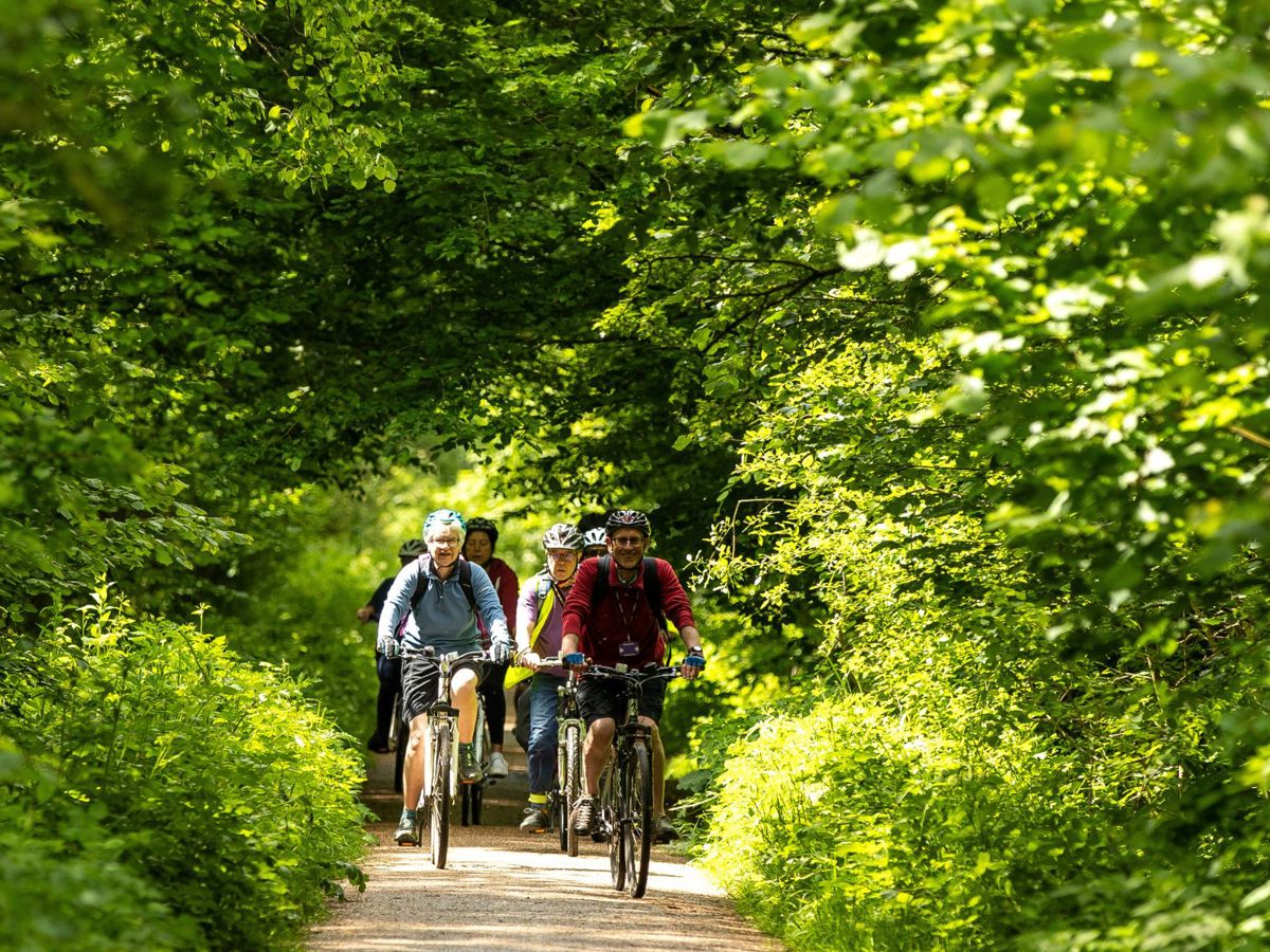 A small group of people cycling towards the camera in sunlit woodland