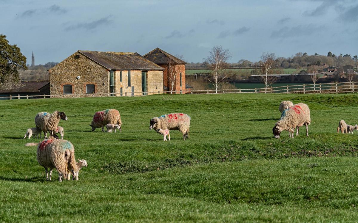 Sheep in a field in front of old farm buildings
