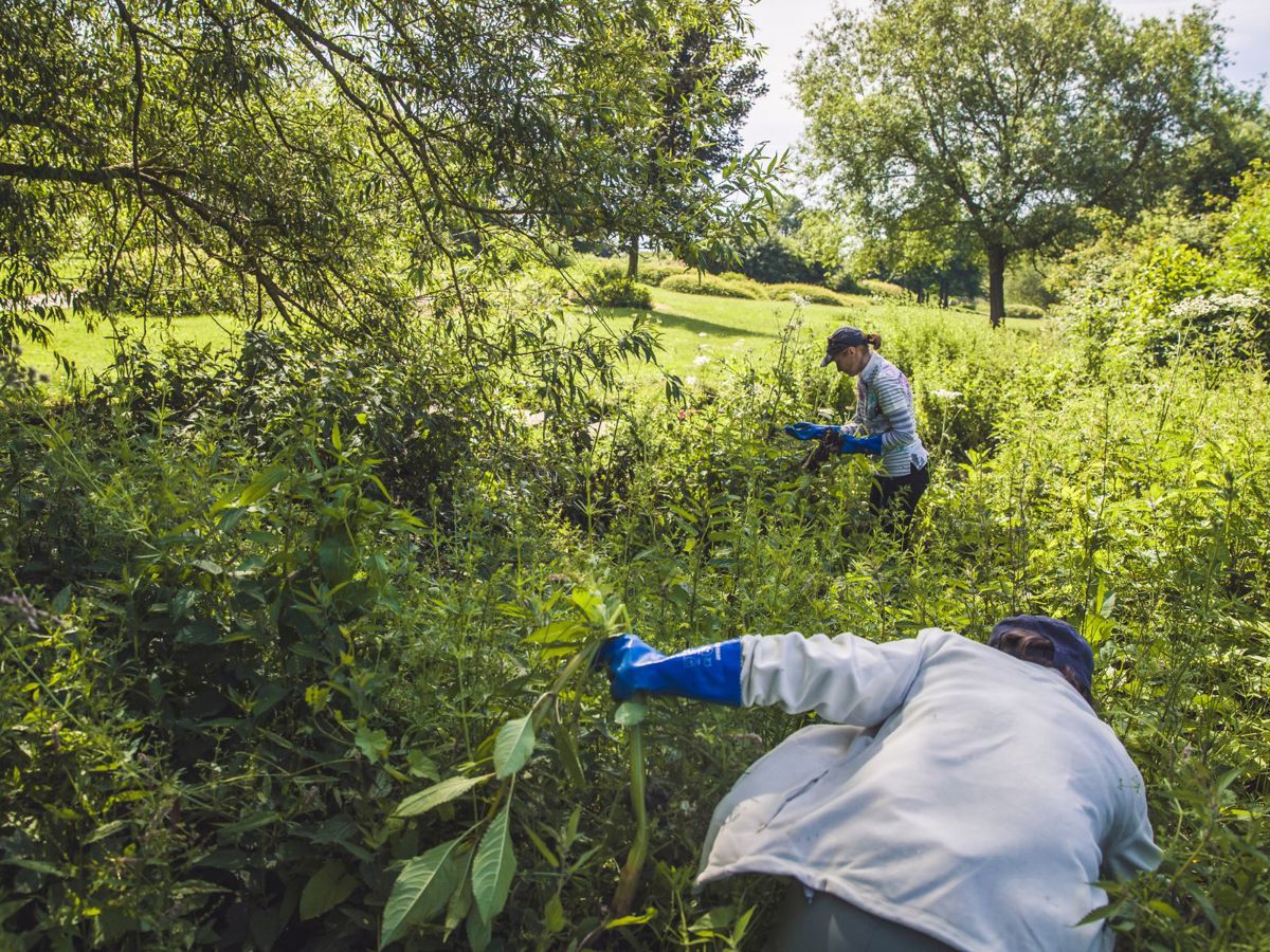 People wearing gloves pulling plants out of the ground in a park