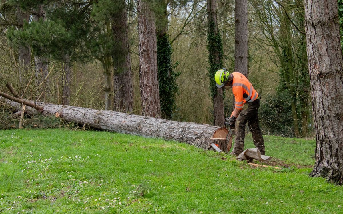 The Parks Trust staff cutting down tree
