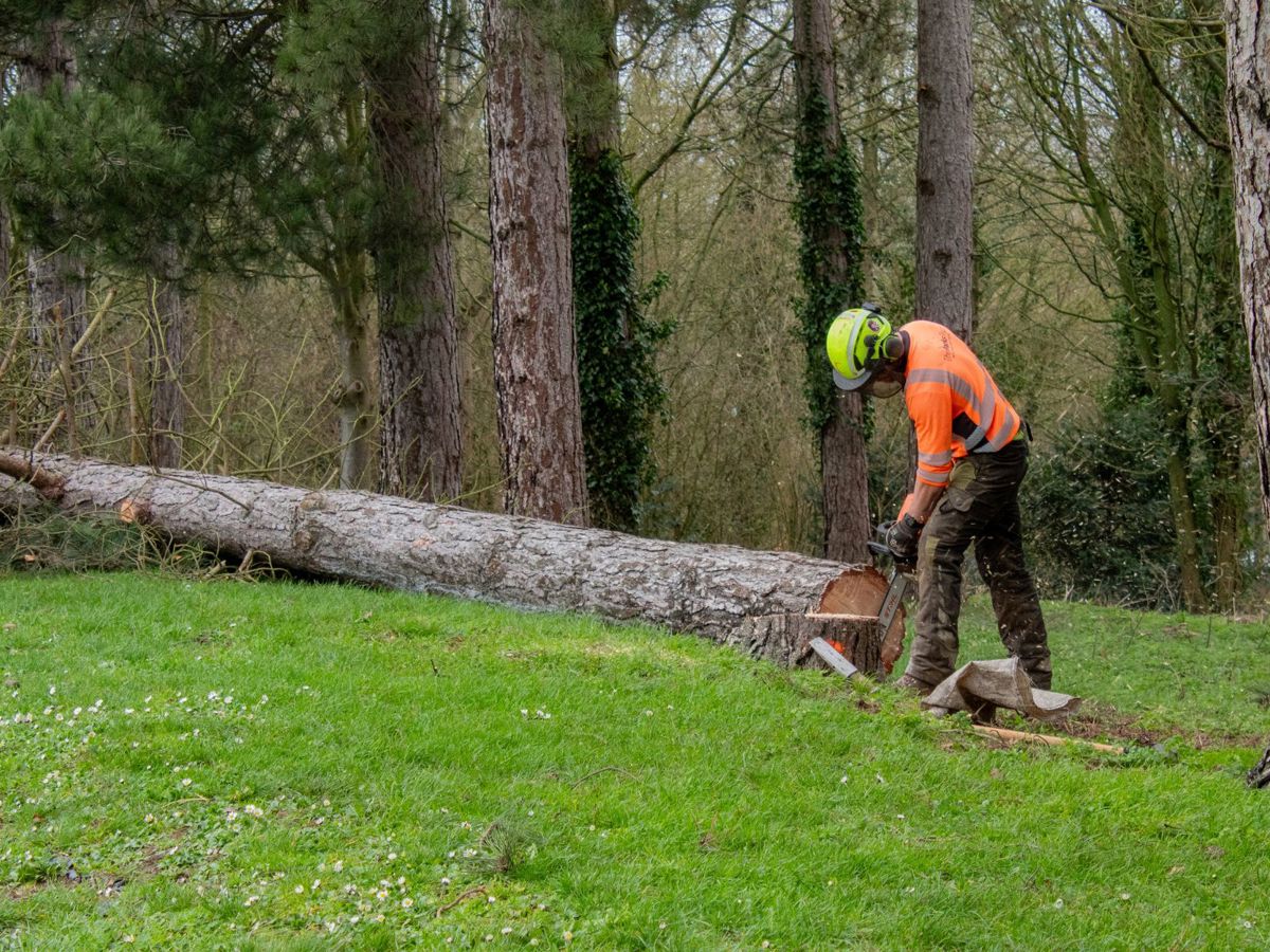 The Parks Trust staff cutting down tree