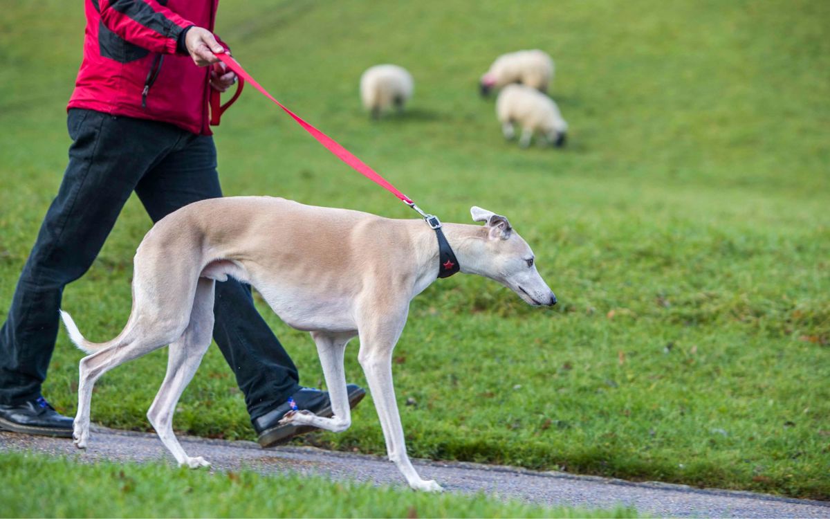 Dog walking on lead next to sheep in park