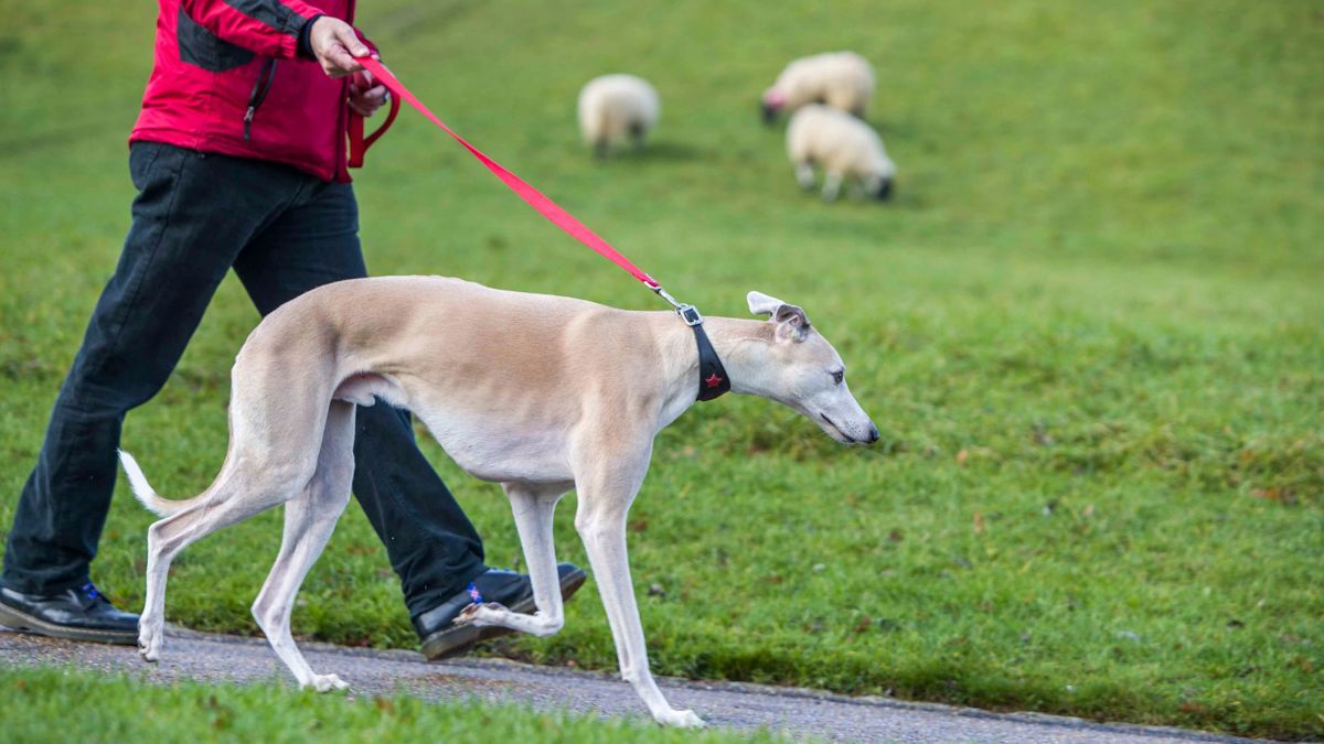 Dog walking on lead next to sheep in park