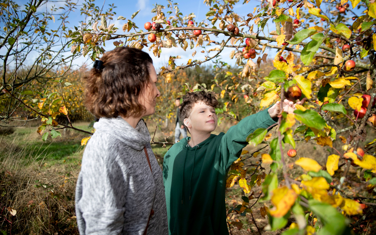 Adult with child picking apple from a tree