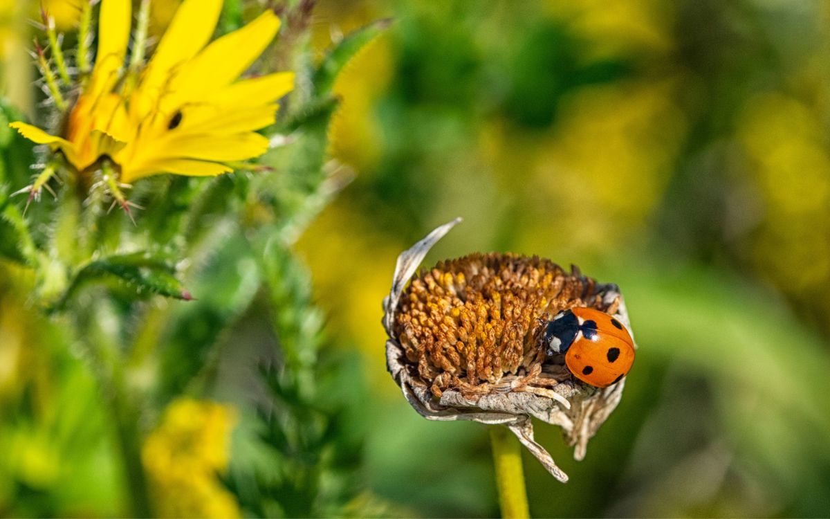 Ladybird resting on flower
