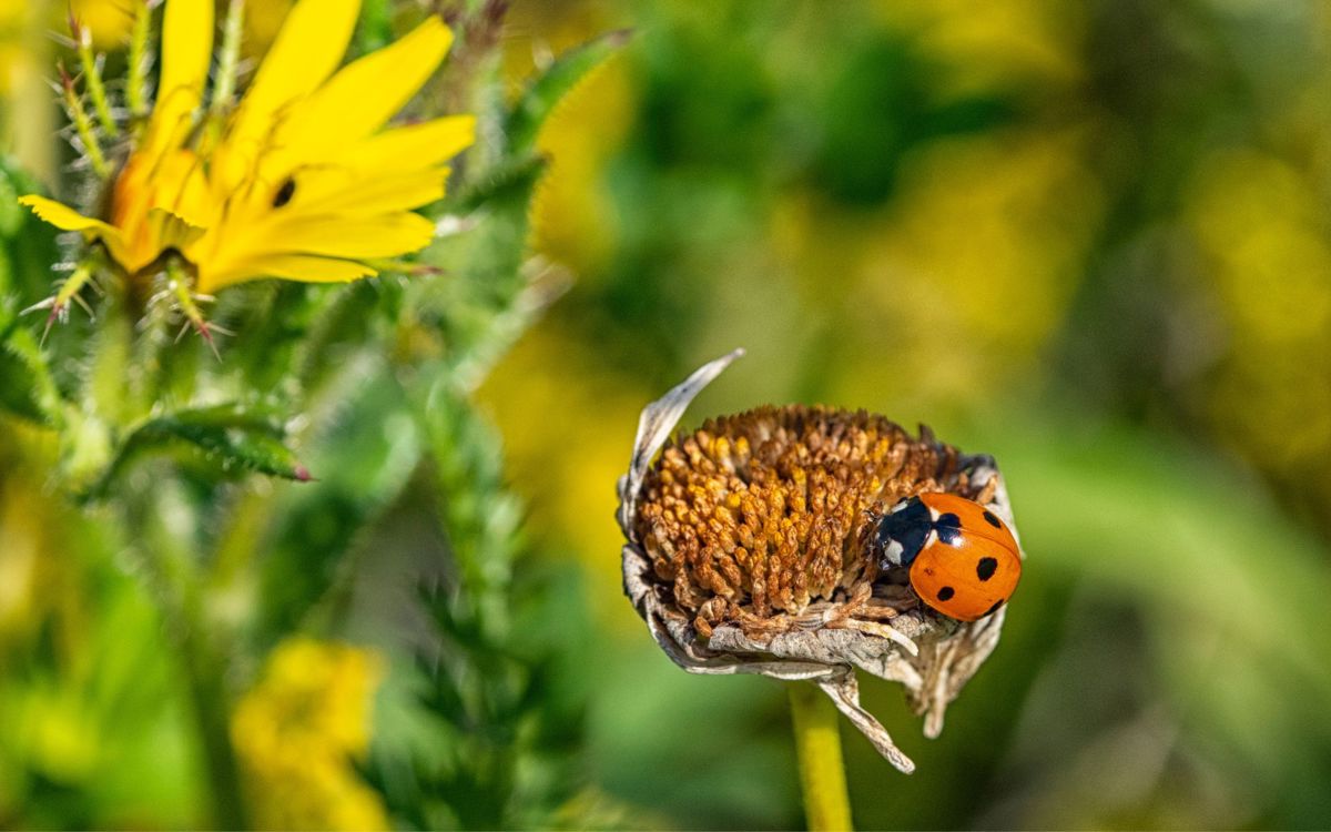 Ladybird resting on flower