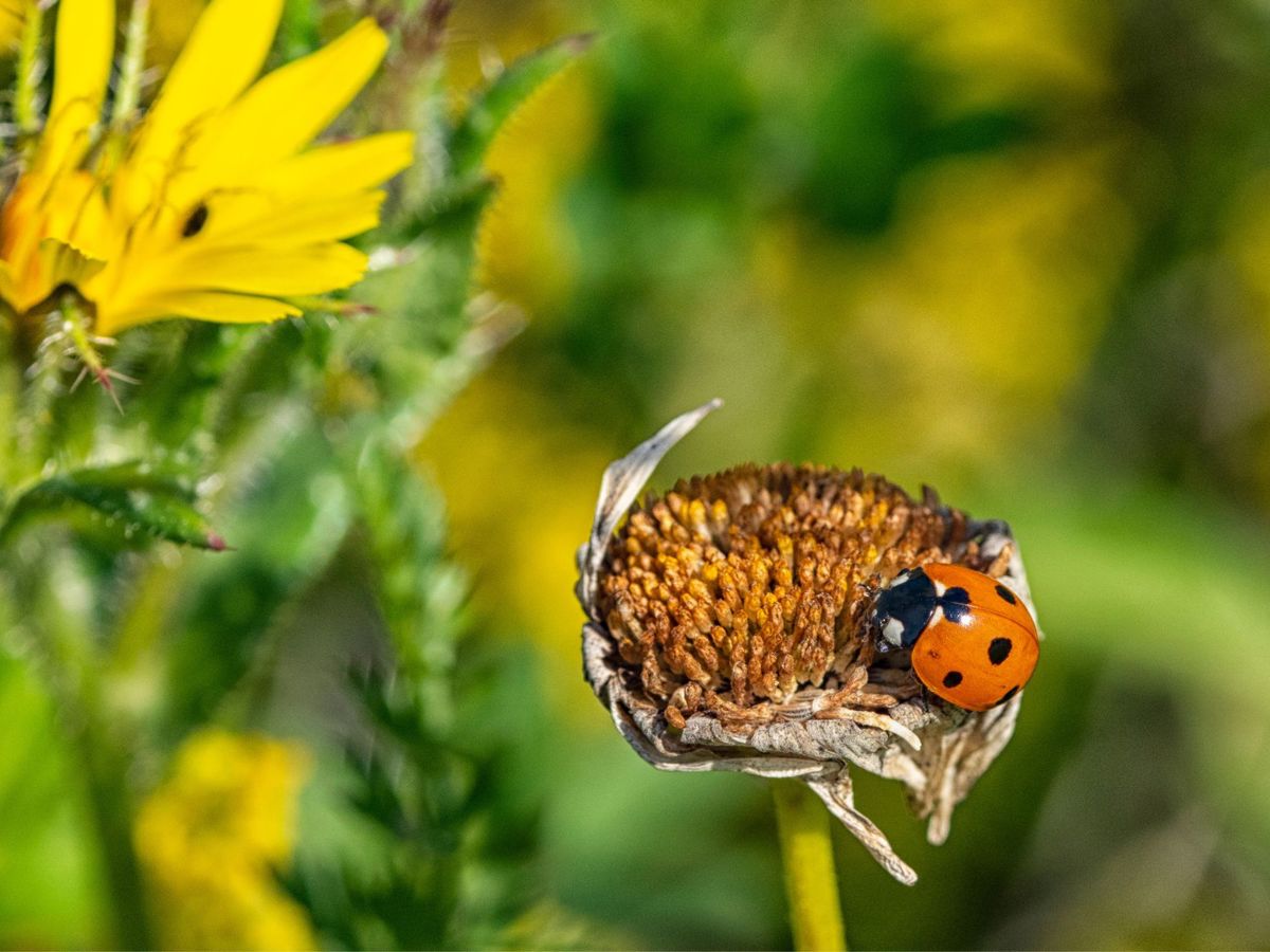 Ladybird resting on flower