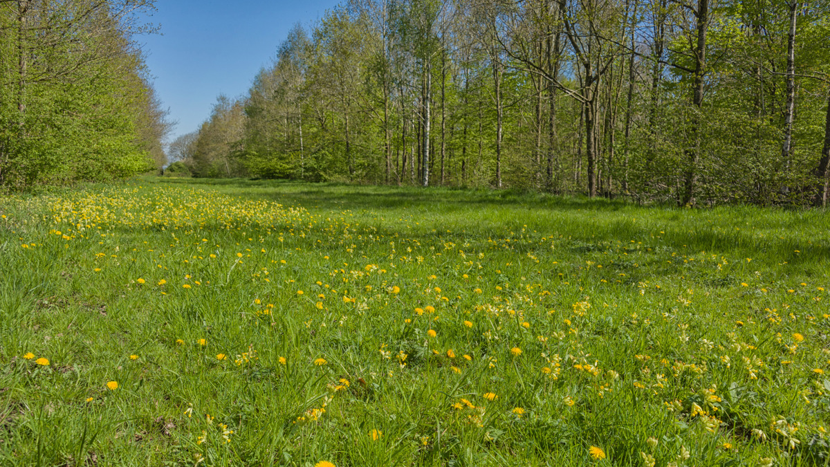 Field of grass and dandelions bordered by trees, Hazeley Wood.