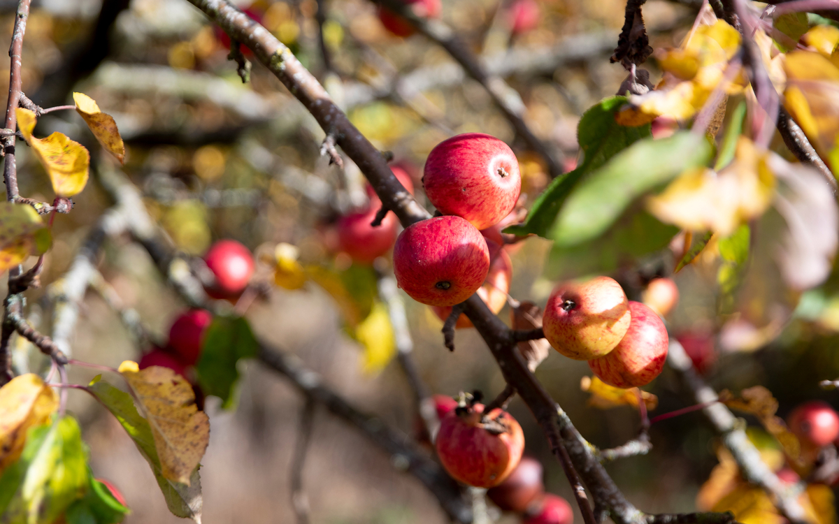Red apples on tree