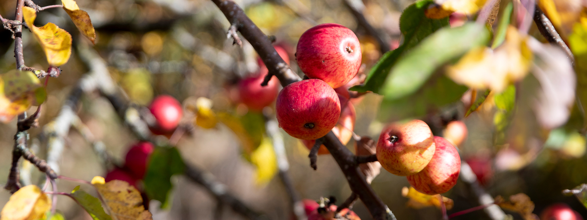 Red apples on tree