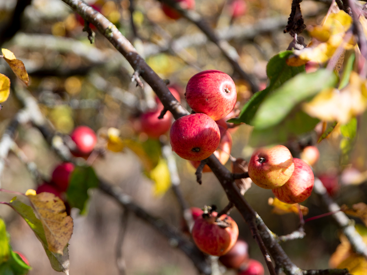 Red apples on tree