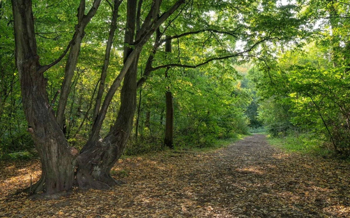 Howe Park Wood Media