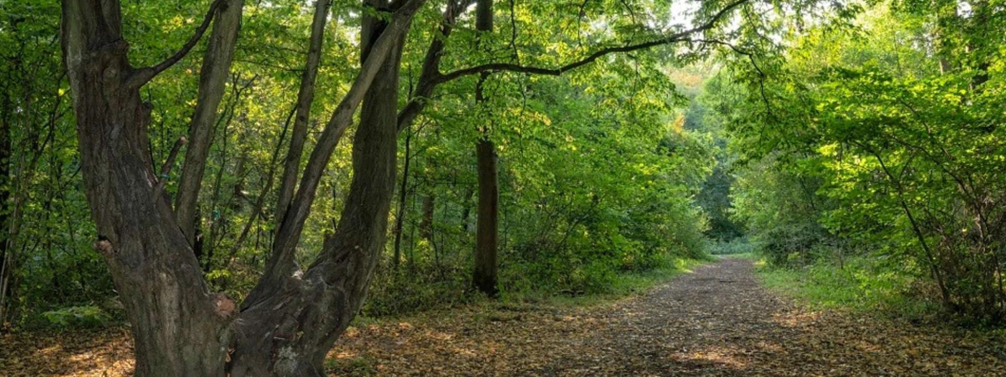 Howe Park Wood Media