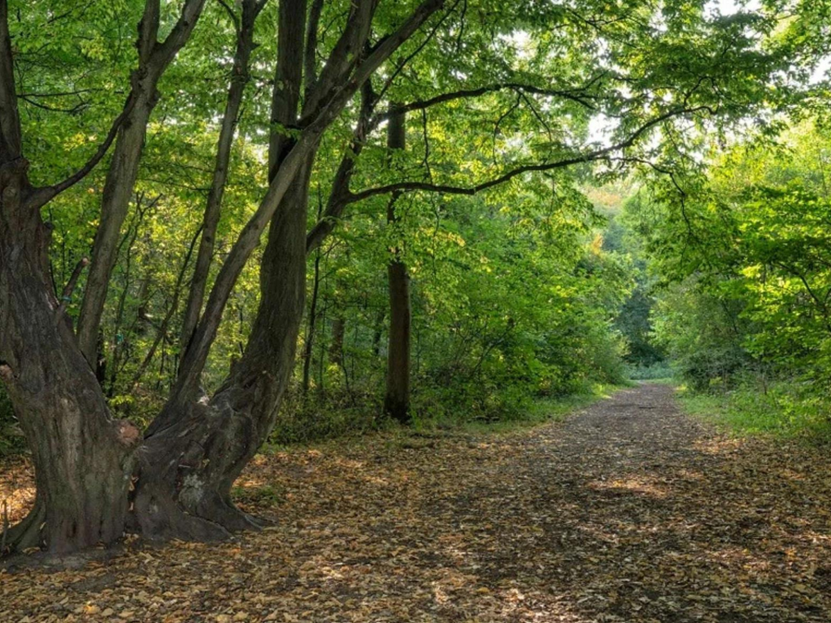 Howe Park Wood Media