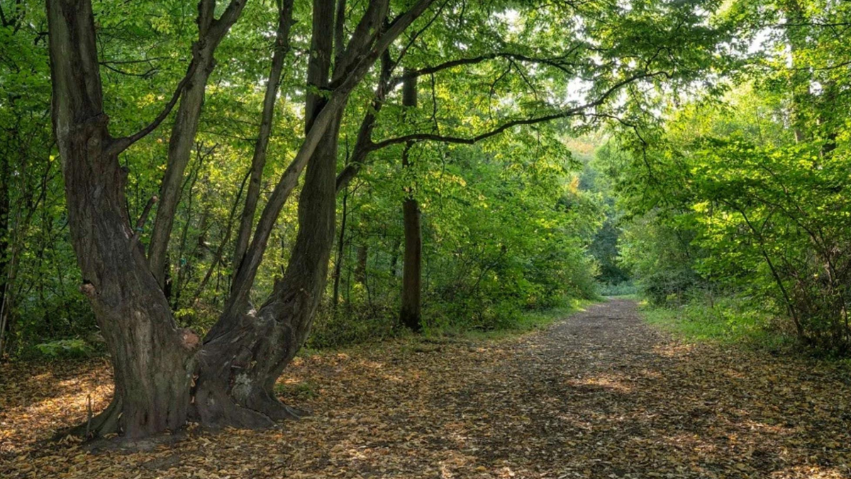 Howe Park Wood Media