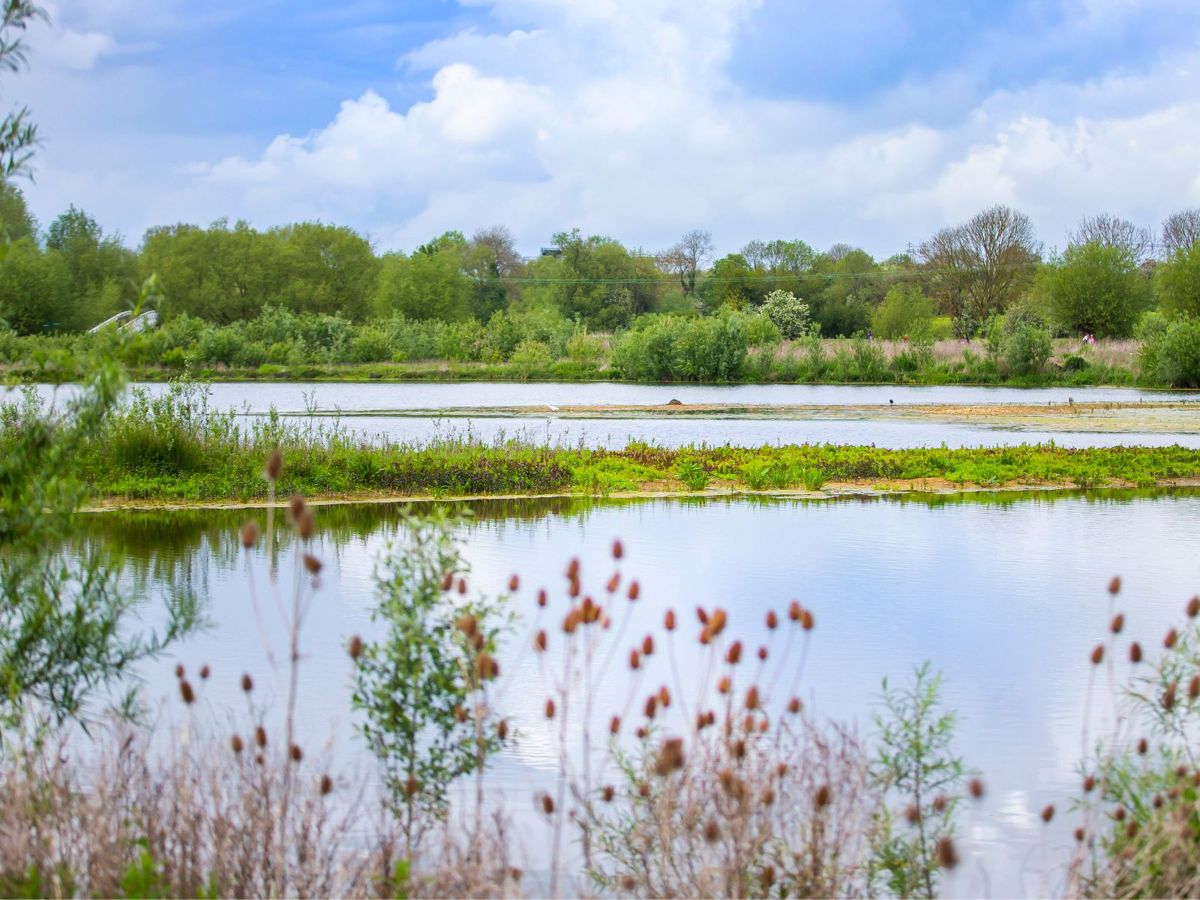 A view across a large water body, surrounded by greenery, on a bright day