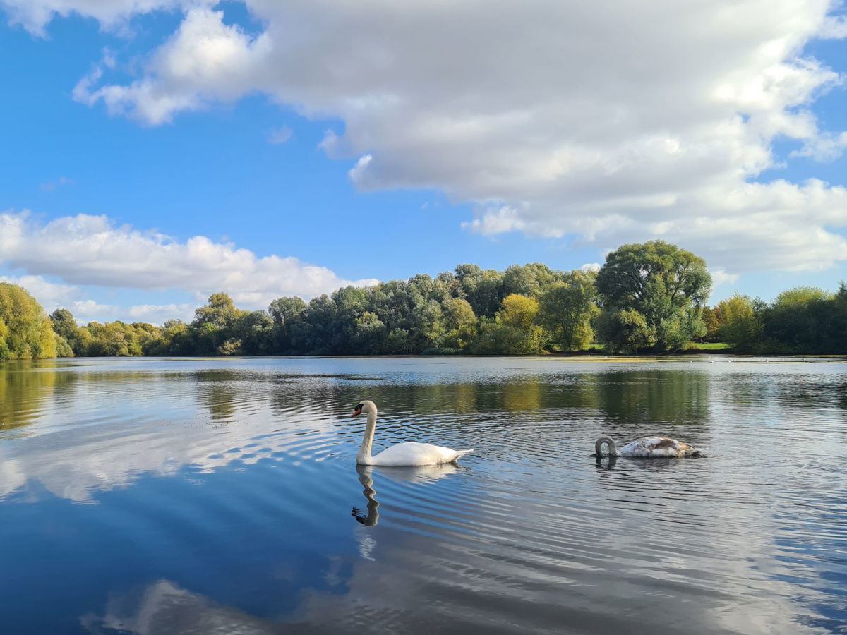 Two Swans on the lake, green trees on the background 