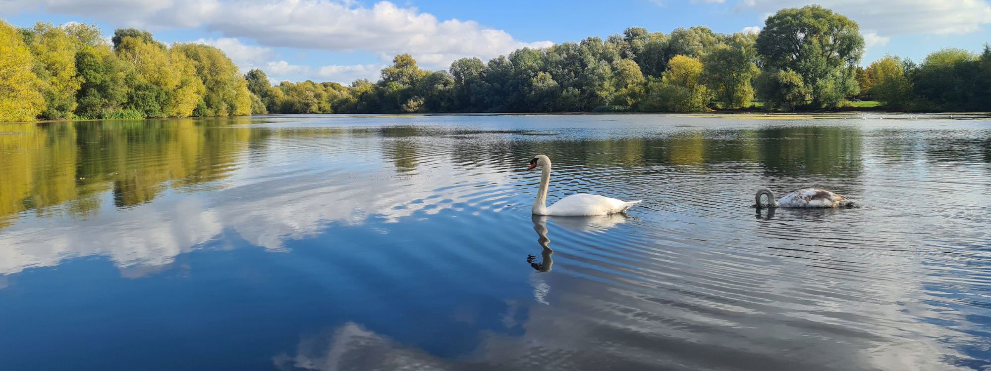 Two Swans on the lake, green trees on the background