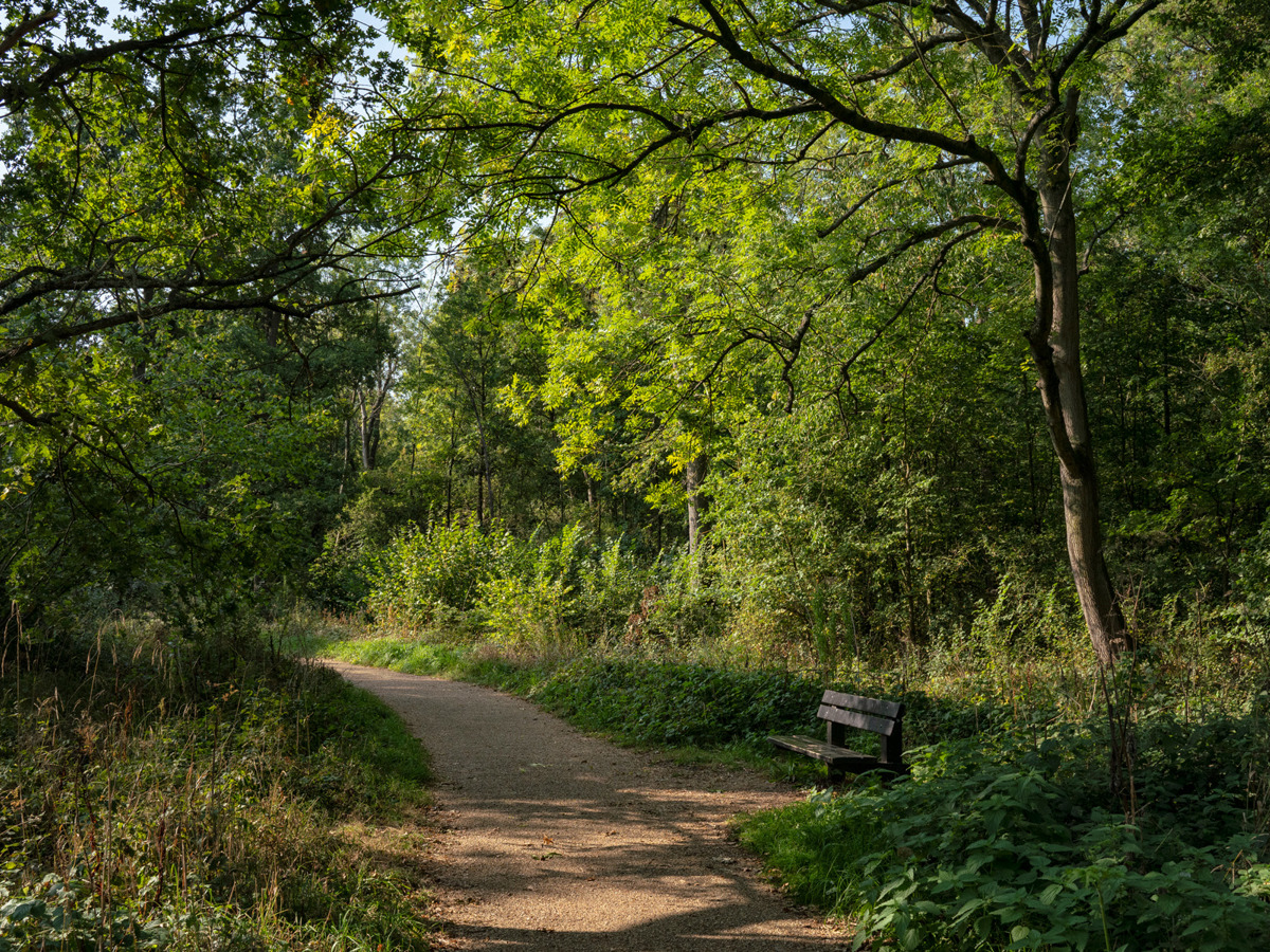 Woodland footpath with dappled sunlight.
