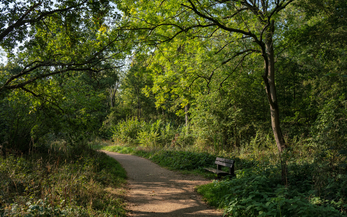 Woodland footpath with dappled sunlight.