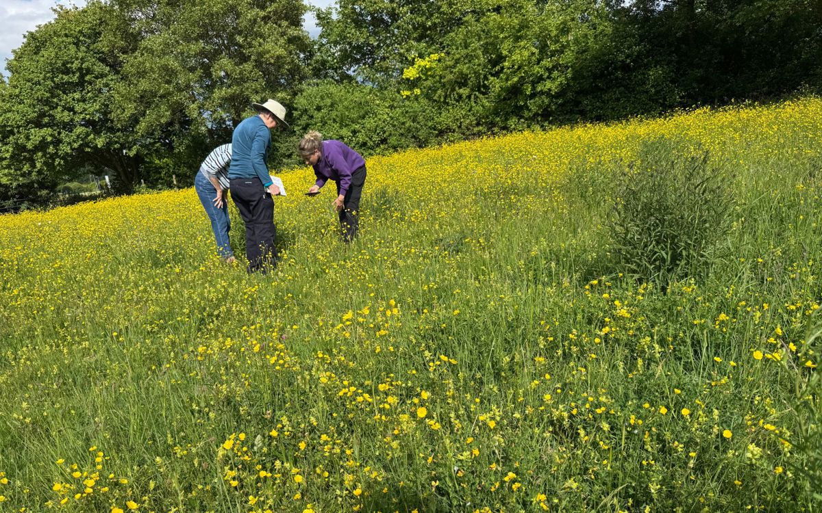 Volunteers and staff surveying wildflowers
