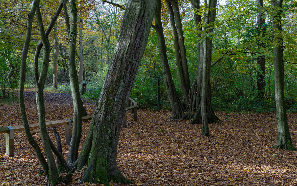 Coppiced trees at Howe Park Wood.