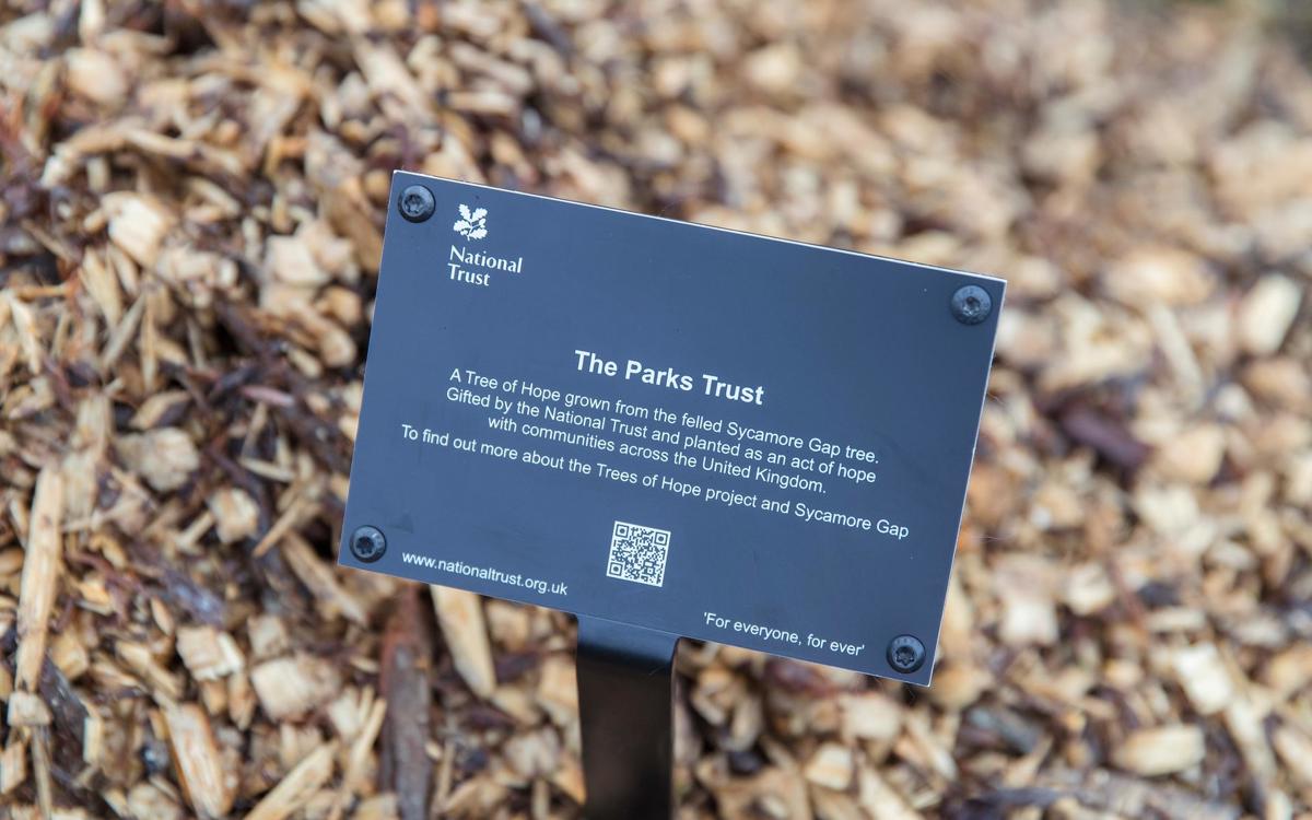 Sign with details about the Sycamore gap tree