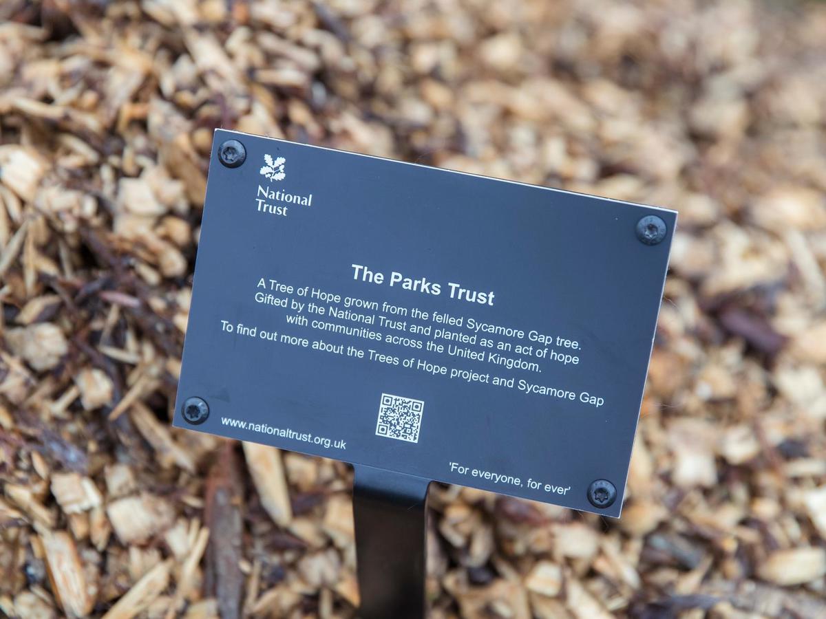 Sign with details about the Sycamore gap tree