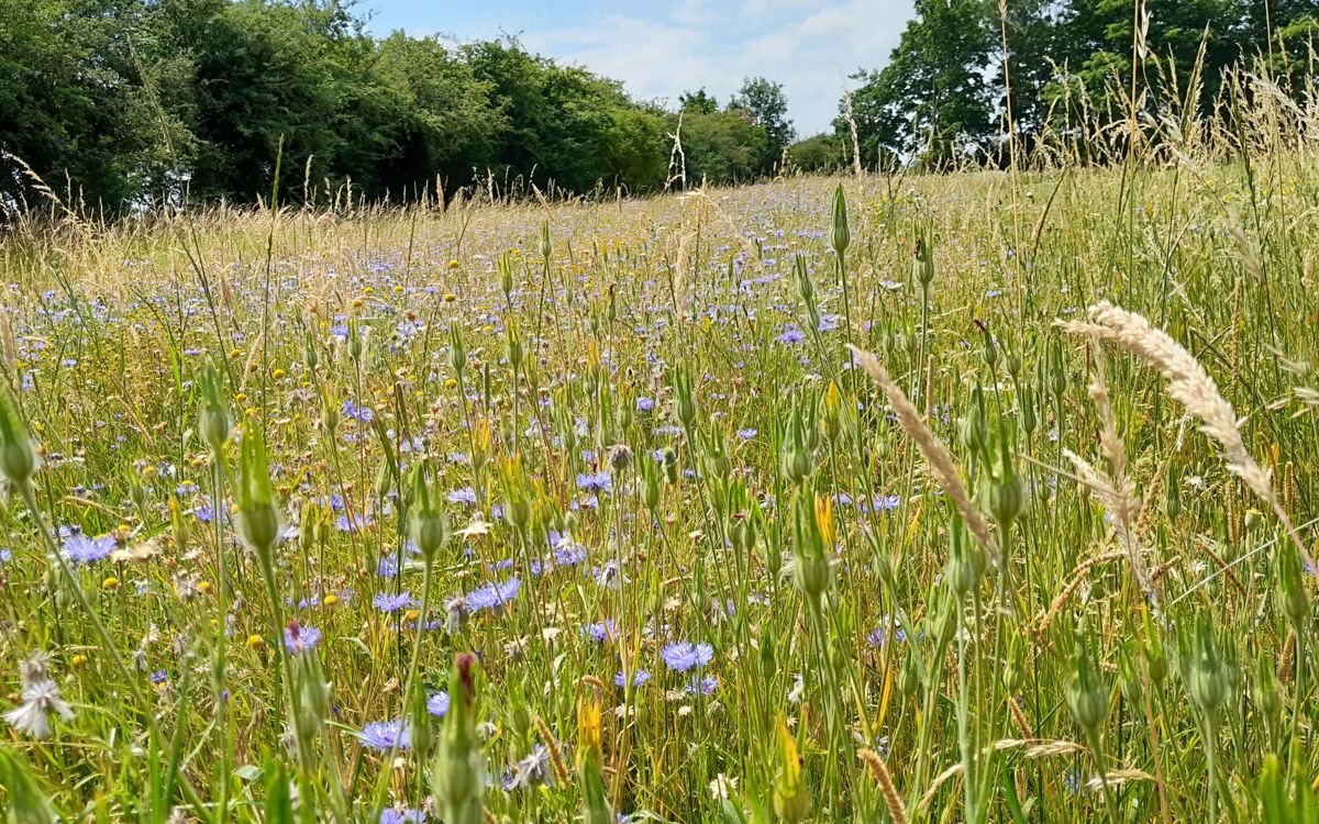 Wildflower meadow