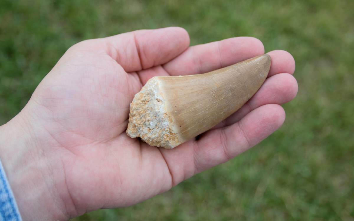 A child's hand holding a fossilized Mososaurus tooth. The tooth is almost the child's hand. The tooth is a milky beige colour, smooth and shiny at the top and the root at the bottom looks more like a white stone.