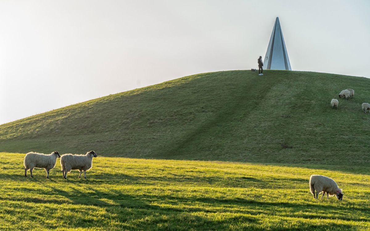 Sheep grazing next to the belvedere in Campbell Park