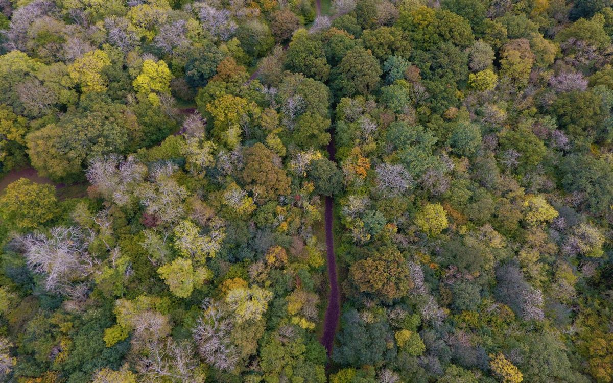 Drone photo of trees in Linford Wood in Milton Keynes