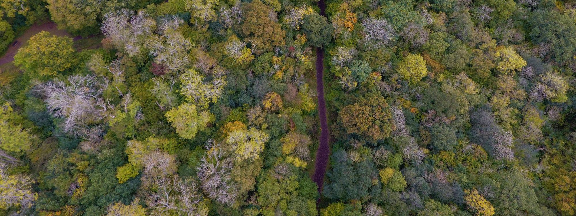 Drone photo of trees in Linford Wood in Milton Keynes