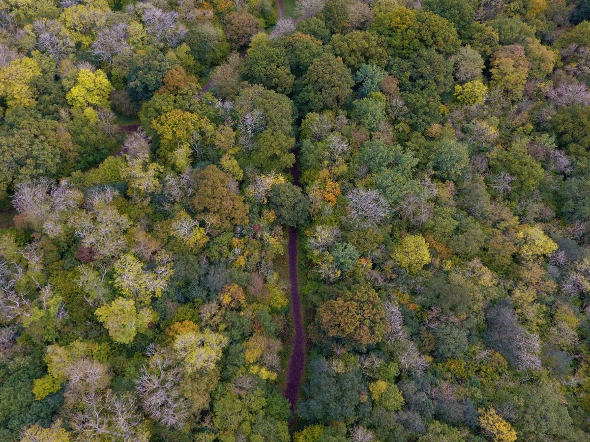 Drone photo of trees in Linford Wood in Milton Keynes