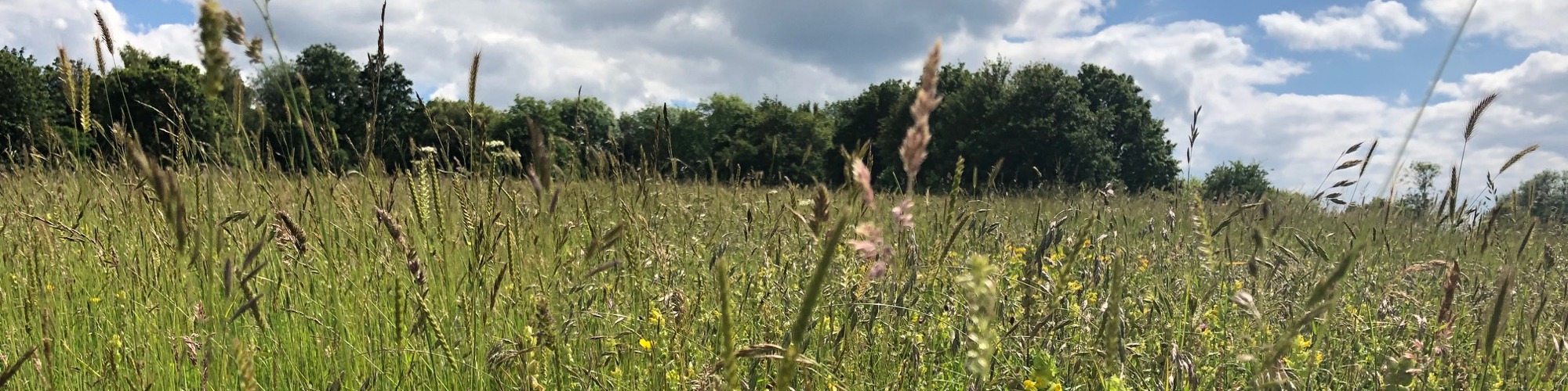 Wildflowers in meadows