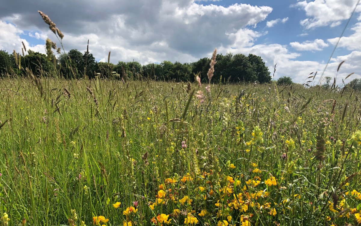 Wildflowers in meadows