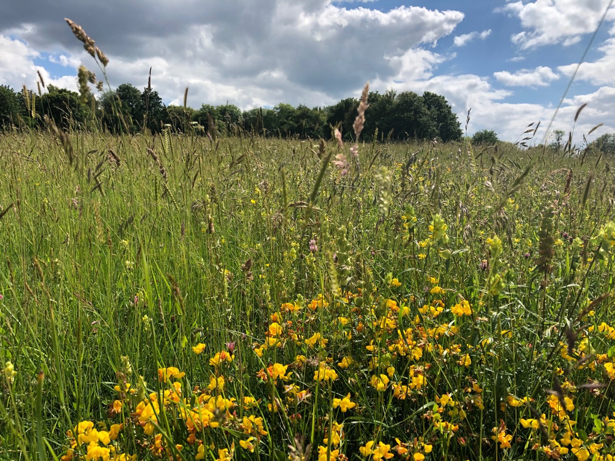 Wildflowers in meadows