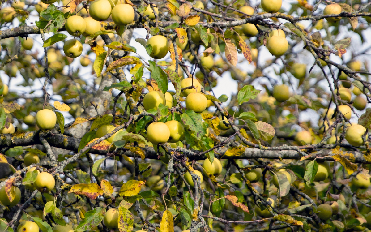 Close up of green apples on tree branches
