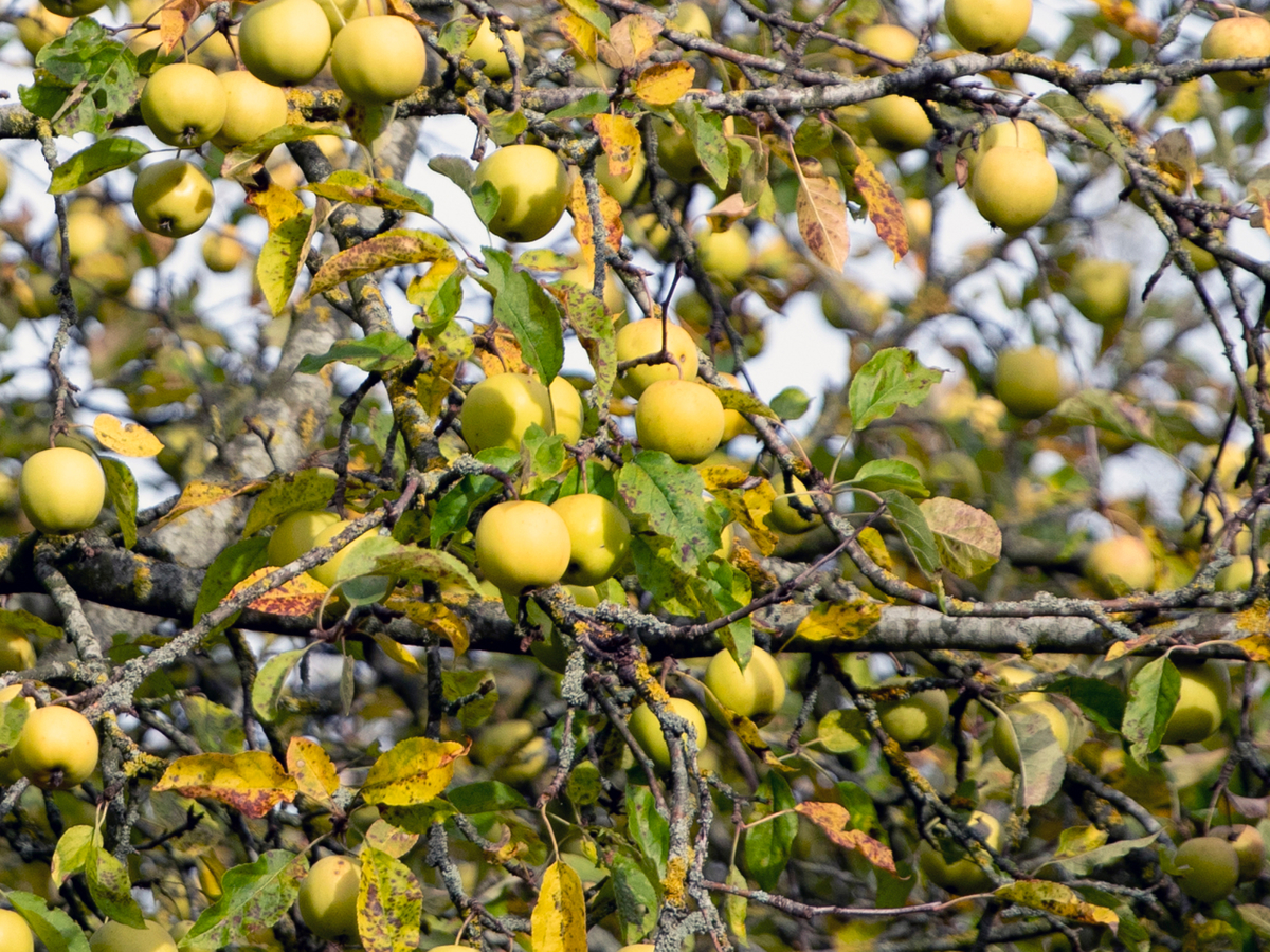 Close up of green apples on tree branches