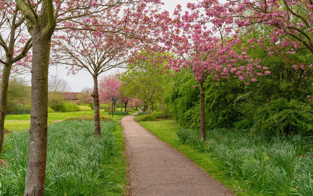 Trees with pink blossom along pathway
