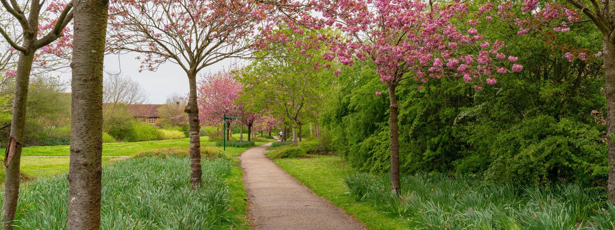 Trees with pink blossom along pathway
