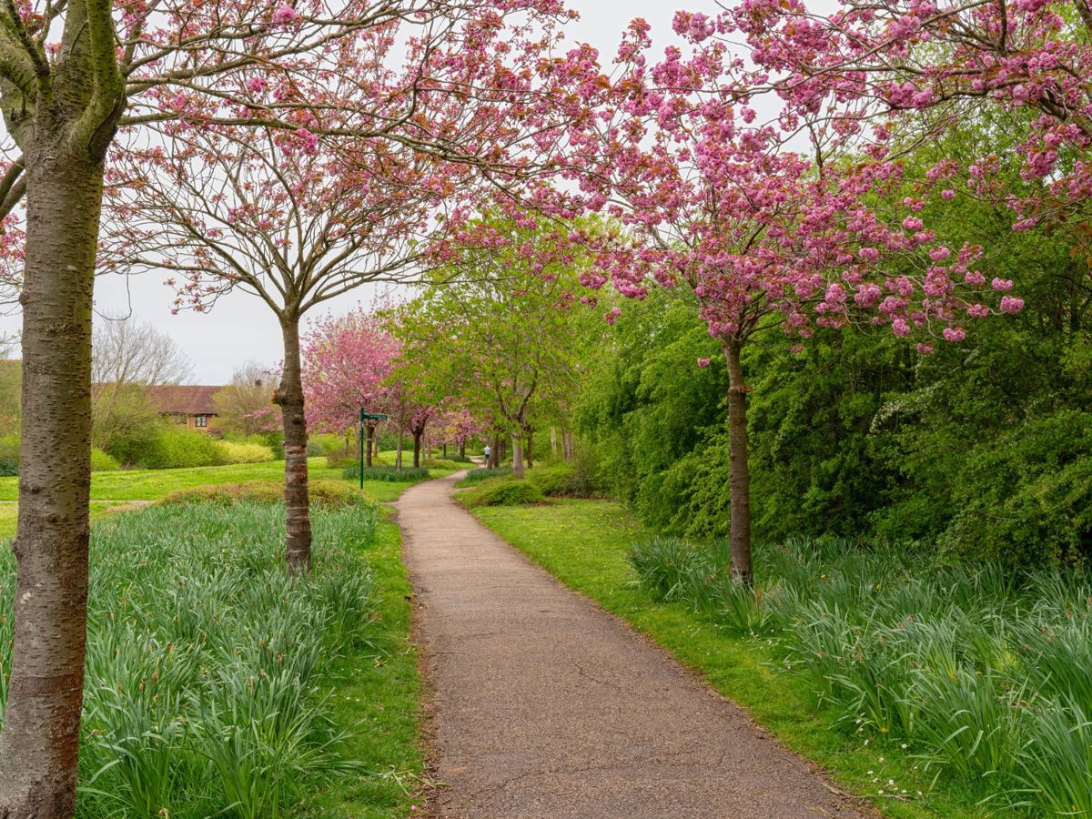 Trees with pink blossom along pathway