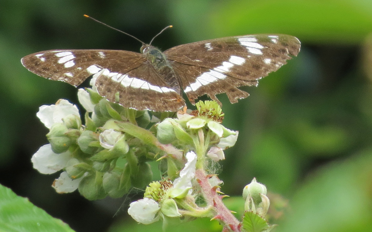 White admiral butterfly.