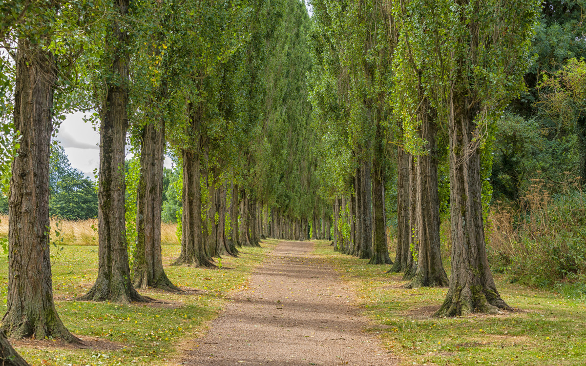 Avenue of trees with footpath.