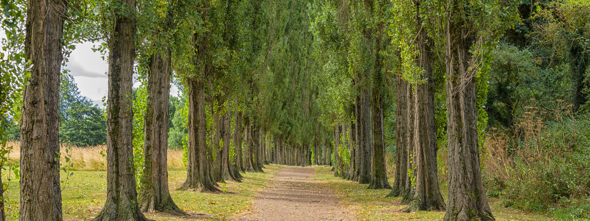 Avenue of trees with footpath.