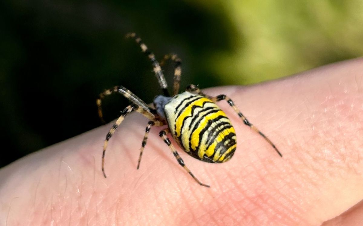 Black and yellow striped spider on hand