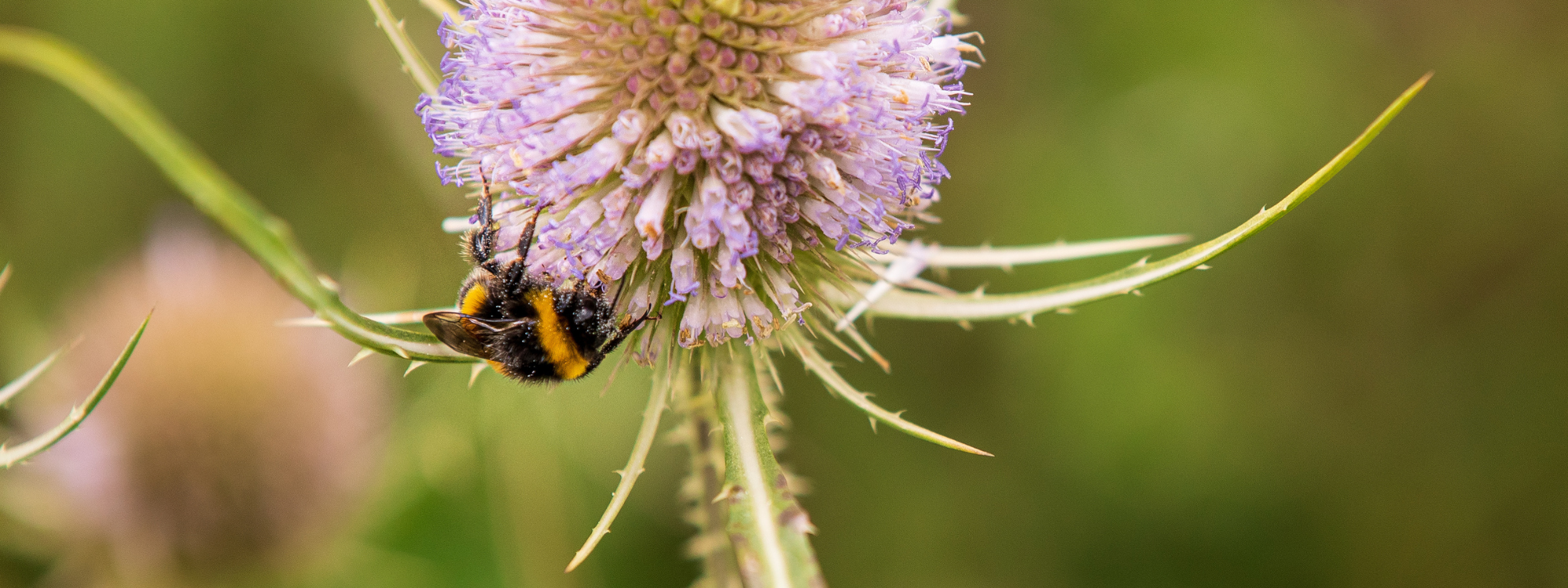 Bee on Teasel flower