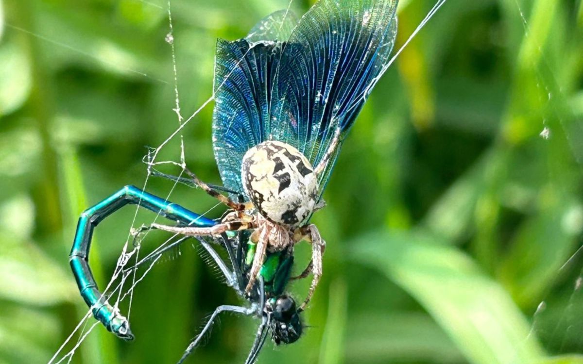 Spider predating blue damselfly in web