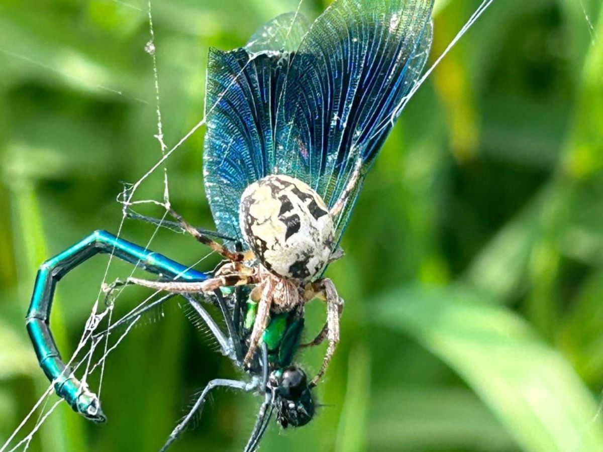 Spider predating blue damselfly in web