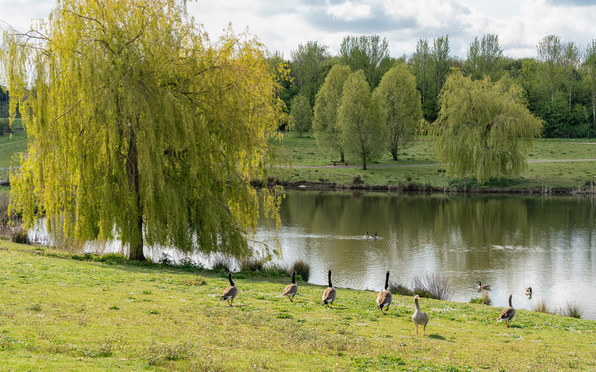 Ashland Lakes with geese in foreground.
